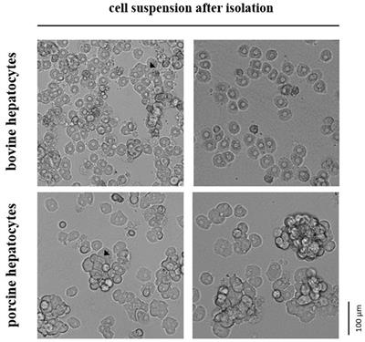 Comparative cryopreservation of bovine and porcine primary hepatocytes
